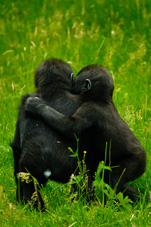 Image of hugging orangutans (flickr: DavyLandman)