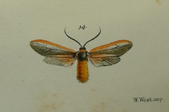 Moore's moths