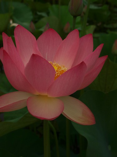 lotus 2011