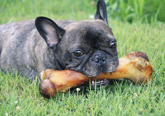 161~365~That's A Big Bone For A Little Frenchie
