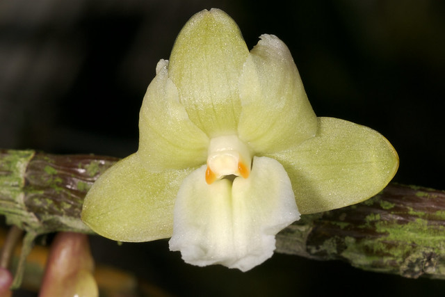 Dendrobium cinereum