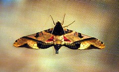 Mango Hawk Moth (Amplypterus panopus) (x3)
