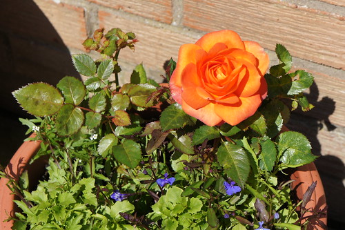 Rose in our patio in Berwick upon Tweed