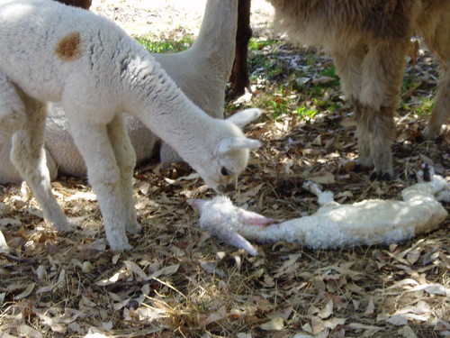 Even young alpacas had to meet cria
