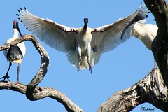 Birds -white ibis
