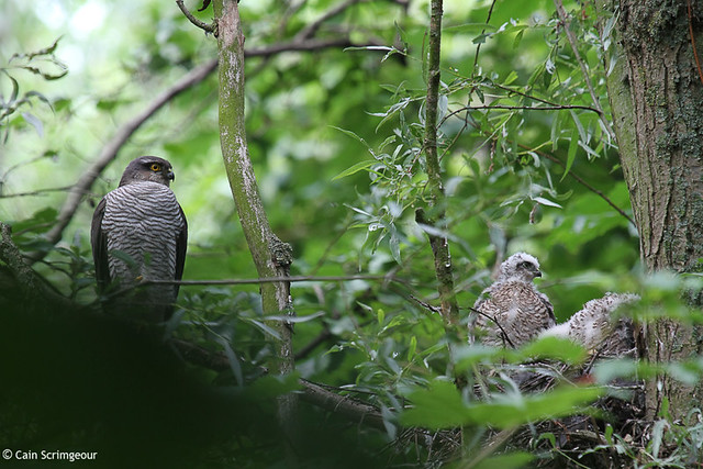 Sparrowhawk with chicks