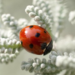 Coccinelles / Ladybugs
