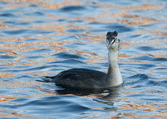 Great Crested Grebes (30th Sept 2011)