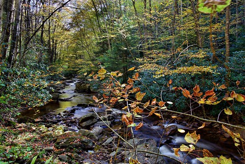Autumn forest creek foliage