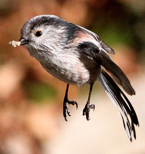 Longtailed Tit