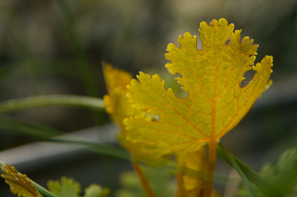 macleaya cordata leaf  1388