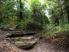 Swithland woods Leicestershire