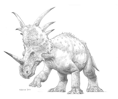 Styracosaurus  albertensis