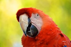 Macaws and Parrots