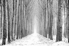 Il cammino silenzioso della neve