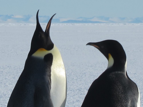 emperor penguins by sandwichgirl