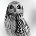 Short eared owl 