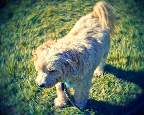 365 Day 324: Mixed Week 15: Swirly Pup by ★ 0091436 ★
