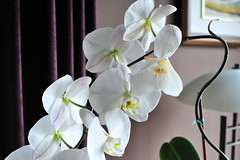 Side Lit Orchid