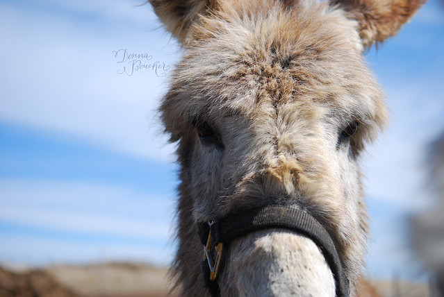donkey-lo