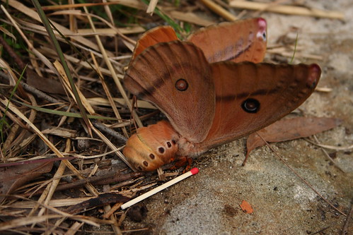 Helena Emperor Moth