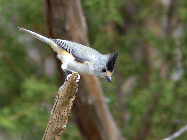 Black-crested Titmouse 20111112