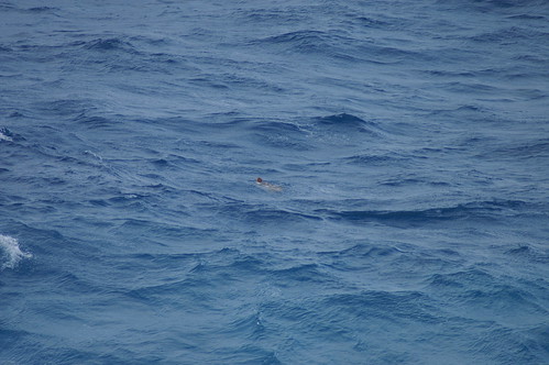 Sea turtle from our balcony