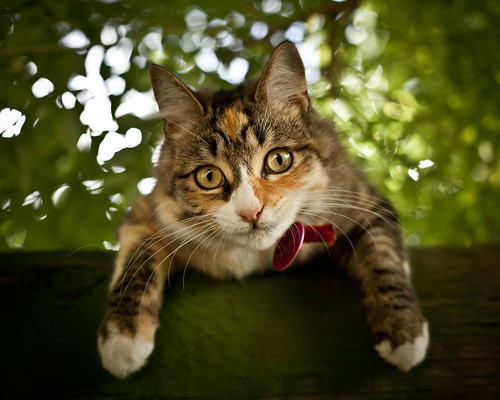 無料写真素材|動物|猫・ネコ
