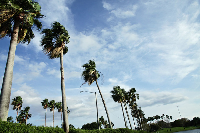 wide angle palm trees