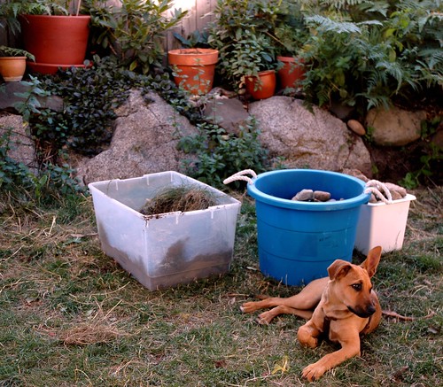 Rosie, a puppy, looking wistful, during the make over of a friends' back yard, reworking the rockery, and replanting the lawn, plastic buckets, planters and plants, bushes, rocks, Broadview, Seattle, Washington, USA by Wonderlane