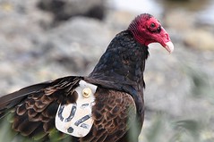 Birds-Banded/Collared/Wing Tag