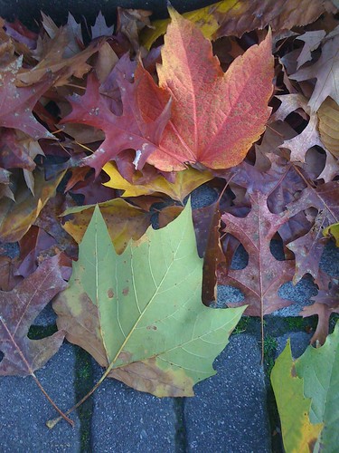 Fallen Leaves by Ayala Moriel