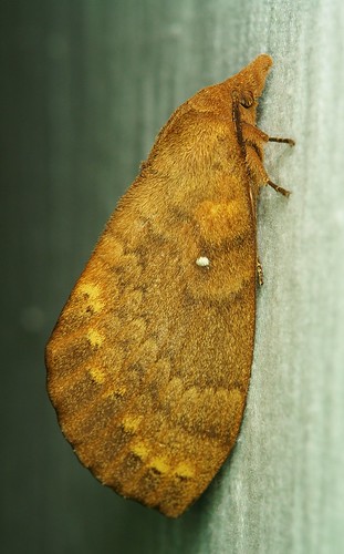 Snout Moth(Hoenimnema yunnanensis, Lasiocampidae)