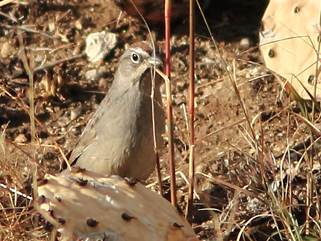 Rufous-crowned Sparrow 20111114