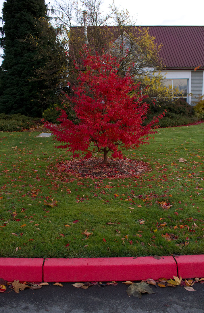 Red Tree.