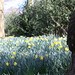 Daffodils Between Trees.