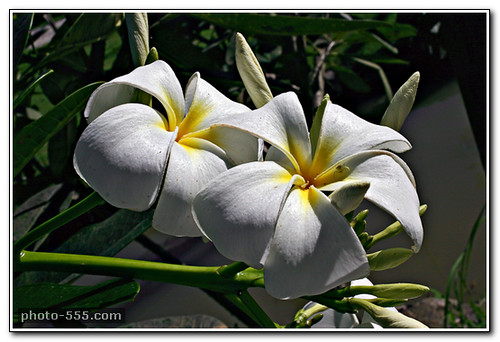 flower photos free