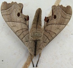 Hawk Moth (Marumba dyras) (x4)