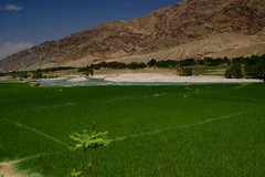 Afghan Ricefields