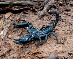 Scorpions of Thailand