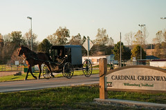 Amish Buggy Near the Cardinal Greenway