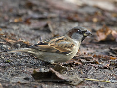 Gråspurv (House Sparrow)