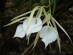Orchids / Bromeliads