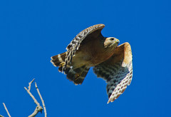 Red-shouldered Hawk in flight
