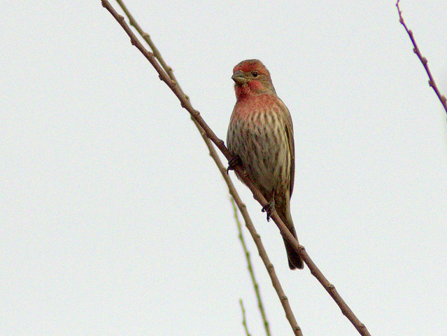House Finch male 20111112