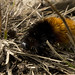 11-20-11: Fuzzy Caterpillar Hiking the AT
