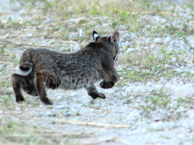 Smaller cub flees 20111125