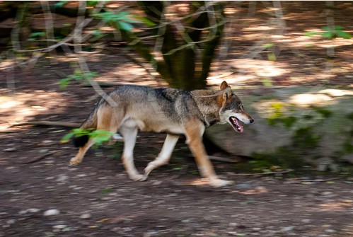 wolf, in motion by kANJAheiterwerden