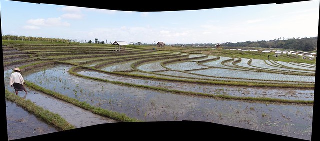Panorama Traditional Terraced Rice Field - Bali Indonesia