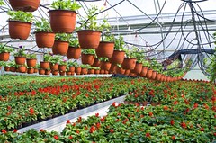 Commercial Greenhouse Watering System